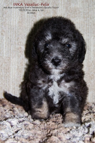 2014-03-09 Welpen Svet & Ruby-7877-Name.jpg